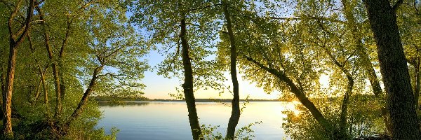 Jezioro, Gałęzie, Drzewa