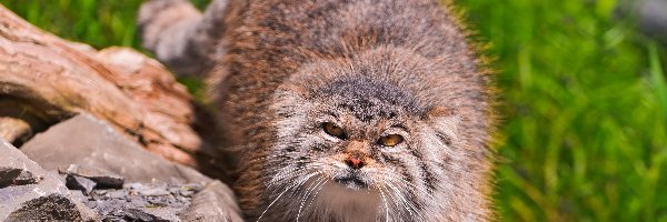 Kamienie, Manul