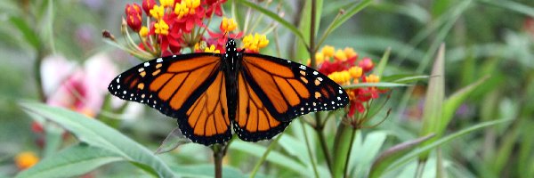 Motyl, Kwiaty, Monarch, Ogród, Liście