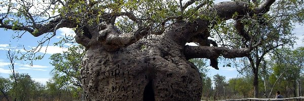 Baobab, Potężny