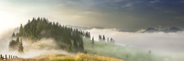 Mgła, Góry Karpaty, Poranek, Drzewa, Ścieżka, Ukraina