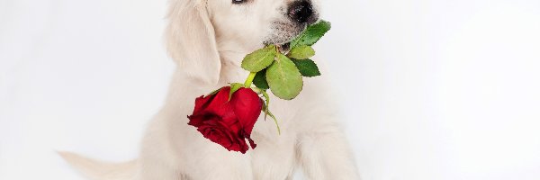 Pies, Biały, Szczeniak, Róża, Słodki