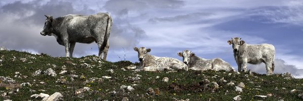 Cztery, Krowy, Szare, Kamienie, Pastwisko