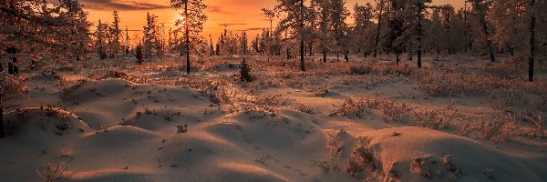 Las, Śnieg, Zachód słońca, Zima
