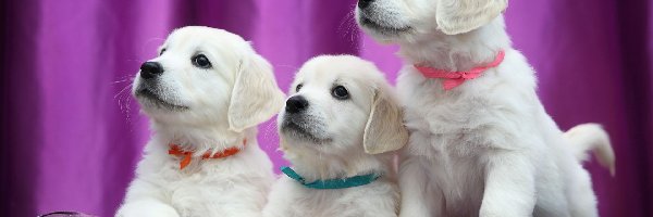Psy, Labrador retriever, Szczeniaki, Trzy