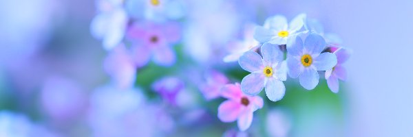 Niebieskie, Rozmycie, Kwiaty, Niezapominajki