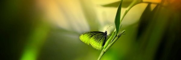 Roślina, Motyl, Zielony
