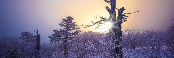 Drzewa, Promienie słońca, Zima
