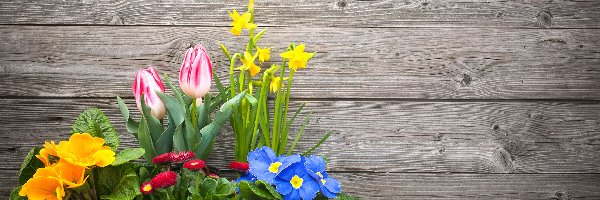 Dekoracja, Tulipany, Żonkile, Kwiaty, Wiosenne, Stokrotki, Prymulki