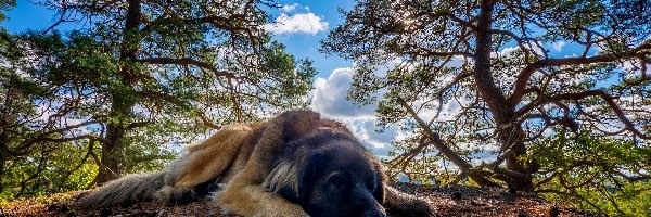 Leonberger, Ściółka, Drzewa, Pies