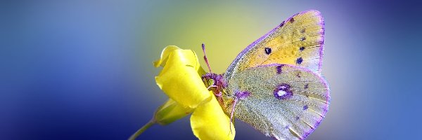 Motylek, Kwiatek, Żółty, Motyl