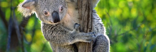 Gałąź, Koala, Miś