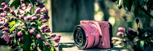Aparat, Nikon, Fotograficzny, Kwiaty, Różowe