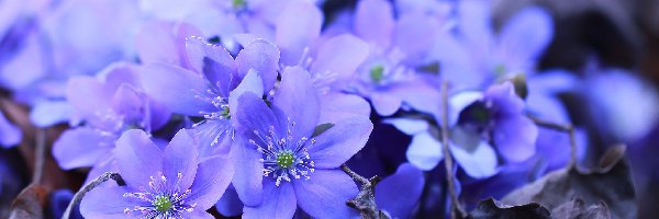 Przylaszczki, Kwiaty, Niebieskie, Rozwinięta