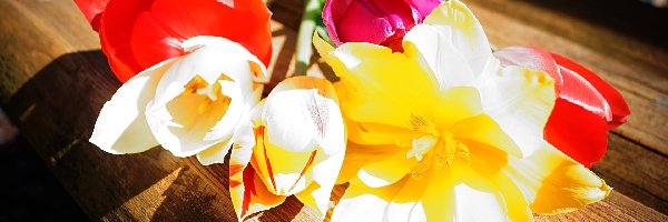 Ławeczka, Tulipany, Kolorowe