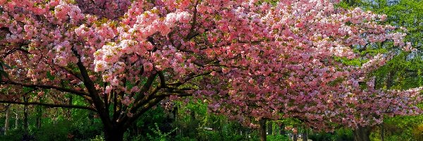 Drzewa, Wiosna, Park, Kwitnące