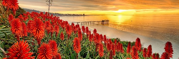 Molo, Aloes, Morze, Zachód słońca, San Diego, Stany Zjednoczone