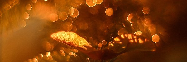 Bokeh, Gałązka, Nasionko