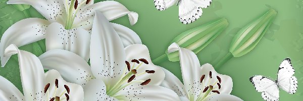 Białe, Motyle, Lilie, Grafika