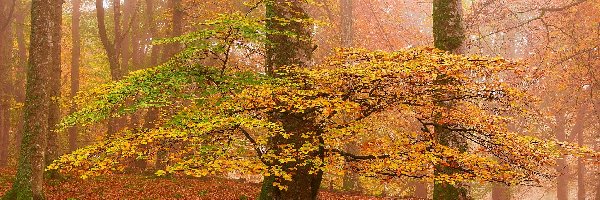 Jesień, Mgła, Las, Liście, Drzewa