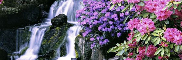 Skały, Rododendron, Kwiaty, Wodospad