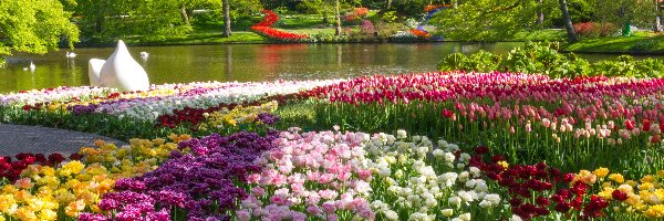 Holandia, Staw, Drzewa, Kwiaty, Tulipany, Park