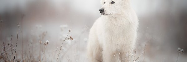 Łąka, Biały owczarek szwajcarski, Pies