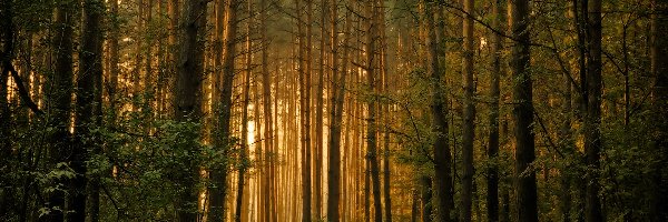 Las, Leśna, Drzewa, Przebijające Światło, Droga