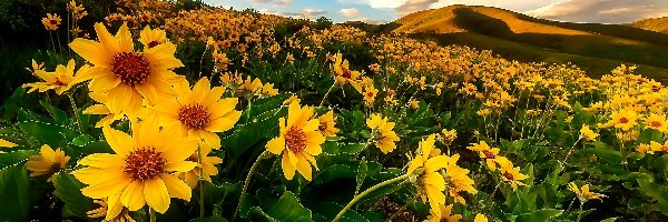 Kwiaty, Wzgórzu, Na, Żółte