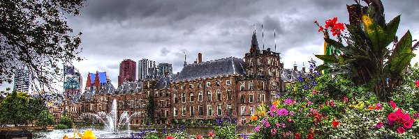 Miasto, Kwiaty, Holandia, Haga