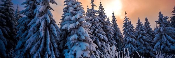 Zima, Wschód, Ośnieżone Drzewa, Śnieg, Słońca