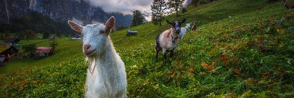 Alpy Berneńskie, Kozy, Dolina Lauterbrunnen, Szwajcaria