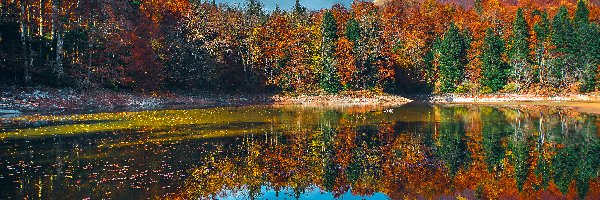 Jesień, Jezioro Biograd, Las, Drzewa, Park Narodowy Biogradska Gora, Czarnogóra