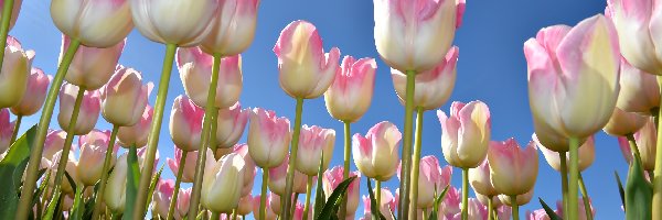 Niebo, Listki, Tulipany