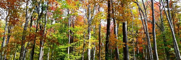 Las, Światło, Przebijające, Jesienny