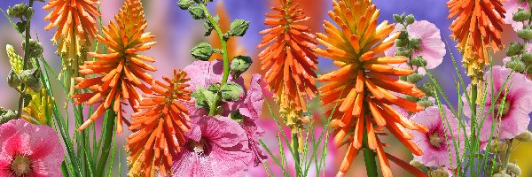 Trytoma groniasta, Malwy, Kwiaty