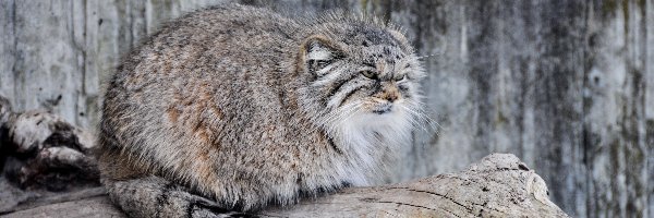 Manul, Kot