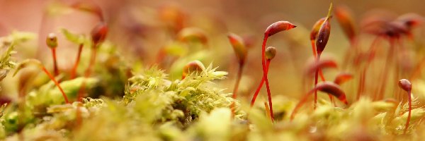 Roślinki, Małe, Porosty