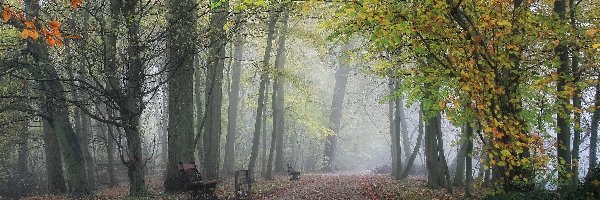 Park, Mgła, Aleja, Jesień, Liście