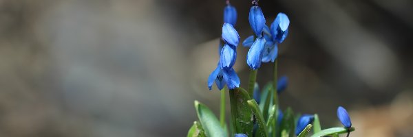 Niebieskie, Wiosna, Kwiaty, Cebulice Syberyjskie
