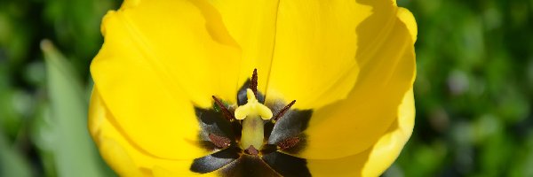 Tulipan, Żółty, Rozwinięty