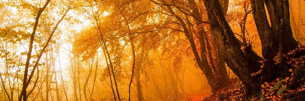 Jesień, Las, Drzewa, Mgła, Liście