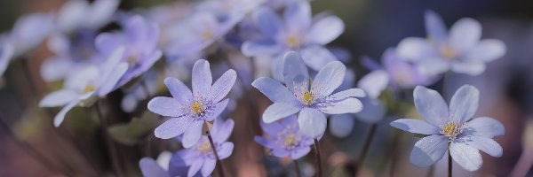 Kwiaty, Przylaszczki pospolite