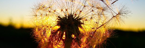 Słońce, Dmuchawiec