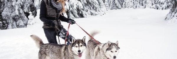 Las, Siberian husky, Kobieta, Zima