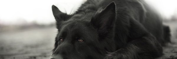 Mordka, Czarny owczarek niemiecki, Pies