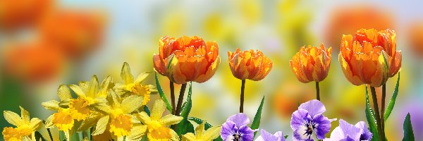 Tulipany, Żonkile, Bratki, Kwiaty