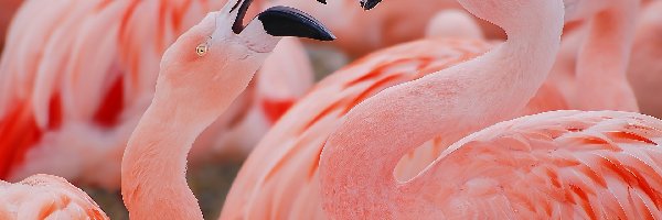 Czerwonaki, Flamingi, Dwa