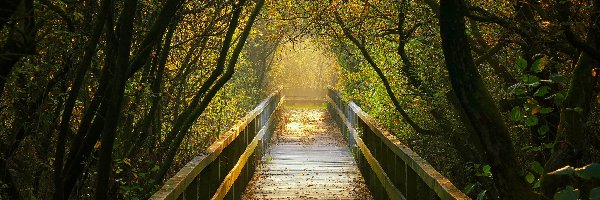 Most, Liście, Drzewa, Jesień