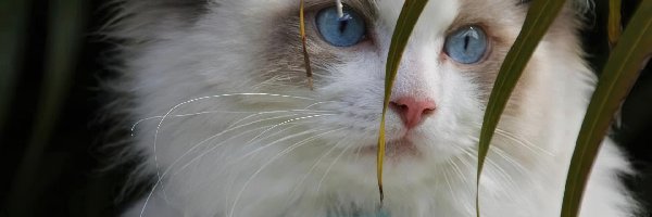 Oczy, Niebieskie, Kotek